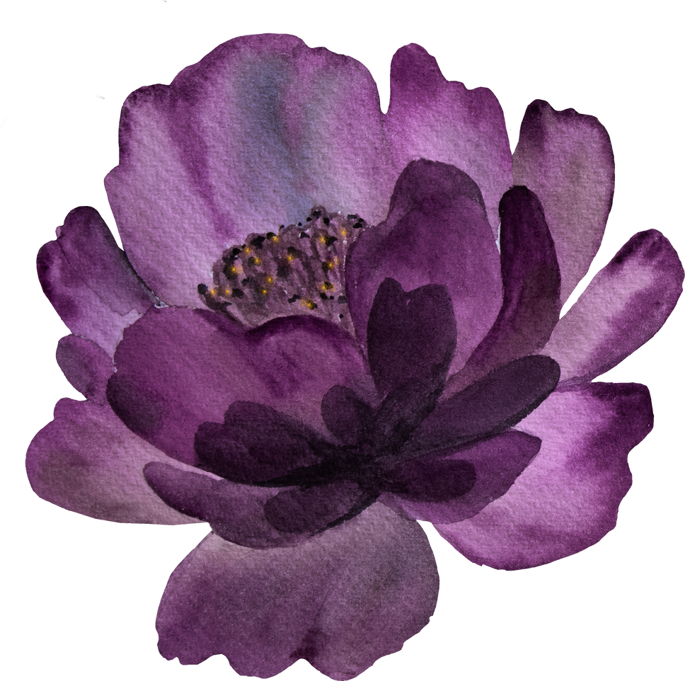 Watercolor Dark Purple Peony Flower Illustration Element